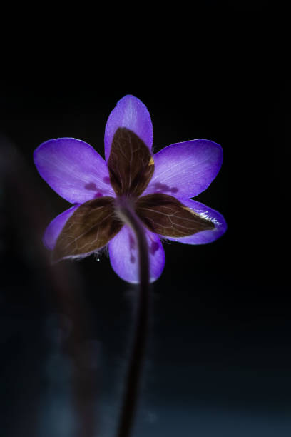 istock Hepatica nobilis flowers 2023294880