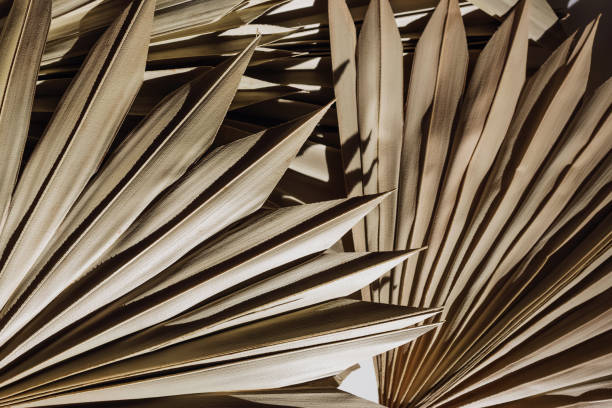 istock Dry palm leaves close-up, summer background 2023297496