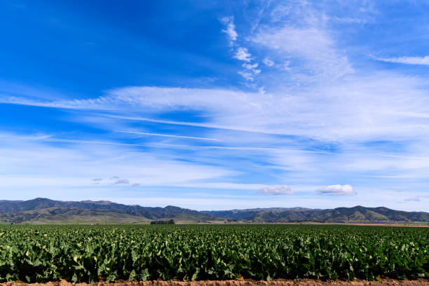 Field of cauliflower growing on a coastal farm under a cloudy sky.Taken in Salinas, California, USA.