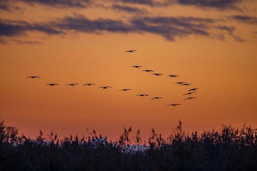 Flock of birds, Common Crane, migration in Hortobagy National Park, UNESCO World Heritage Site, Puszta is one of largest meadow and steppe ecosystems in Europe, Hungary