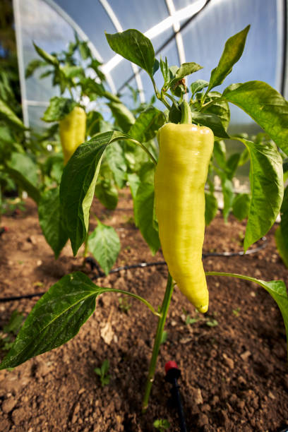 Young plant with green peppers stock photo