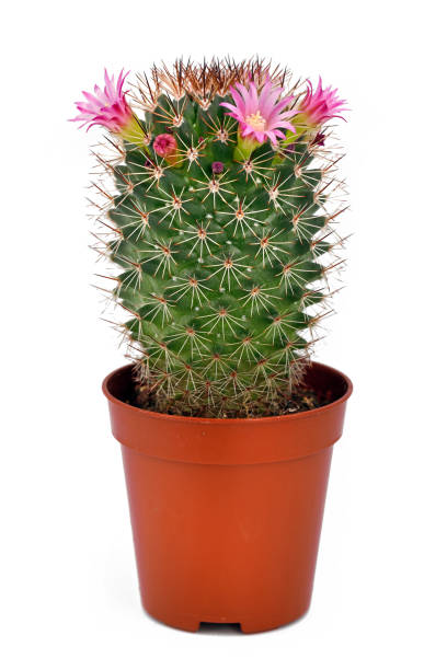cacto rosa pequeno florescendo, mammillaria spinosissima, em vaso isolado no fundo branco - mammillaria cactus - fotografias e filmes do acervo