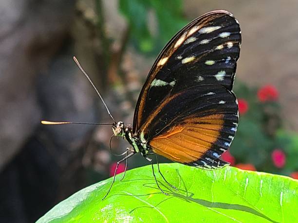 istock Tarricina Longwing Butterfly on a Big Green Leaf 2023331722