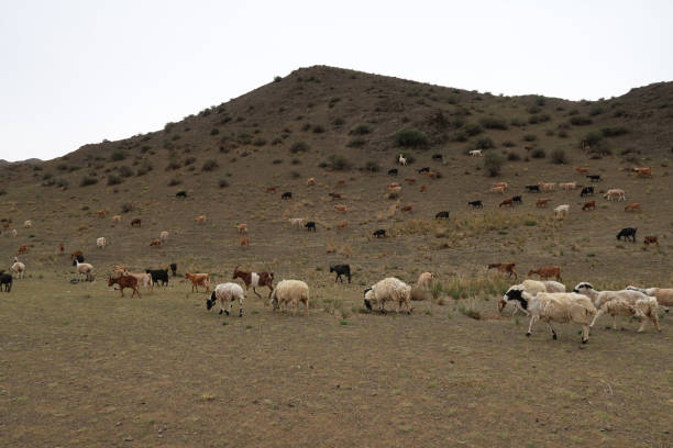 Herd of Sheep in Gobi Desert