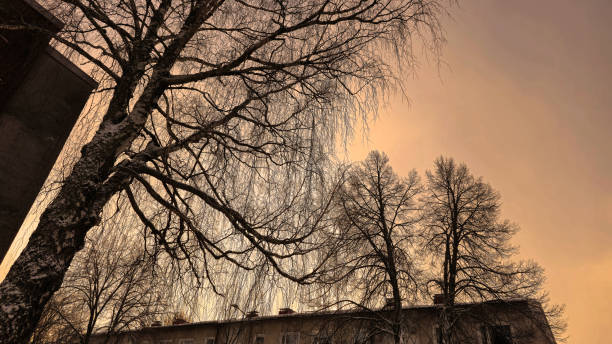 istock Look at that beautiful sunset light on the sky ! The tree branches make it look even more amazing. 2023332798