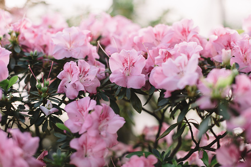 Garden with beautiful Paeonia lactiflora