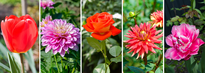 Photo collage of garden flowers . Wide photo.