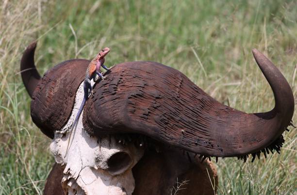 istock Male Agama Lizard on Water Buffalo skull 2023339591