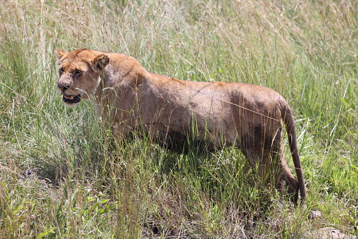 Single lioness climbing through tall grass back to kill site in Maasai Mara
