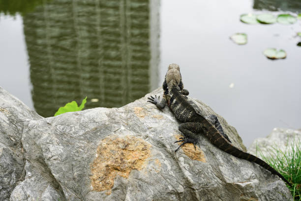 An Eastern Water Dragon (Physignathus lesueurii), a native Australian water dragon