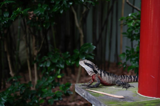 An Eastern Water Dragon (Physignathus lesueurii), a native Australian water dragon