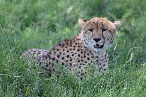 Single cheetah resting in tree shade in Maasai Mara