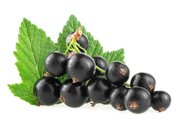 istock Fresh black currant berries with green leaves isolated on a white background 2023353986