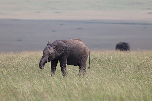 Single baby elephant grazing at Maasai Mara