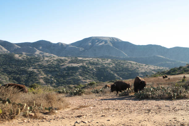 istock Two Bison Grazing on Catalina Island 2023367379