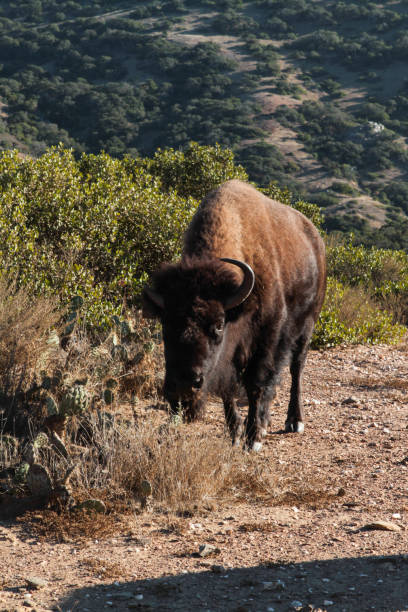 istock Buffalo on Catalina Island 2023367898