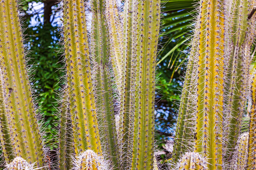 Saguaro Cactus  and hiking trail near Tucson Arizona on the Sweetwater Preserve