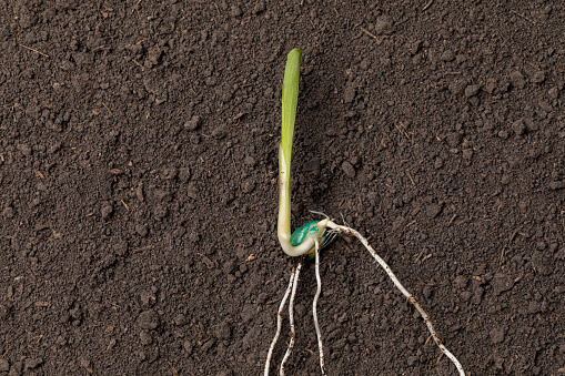 Seedling with roots.