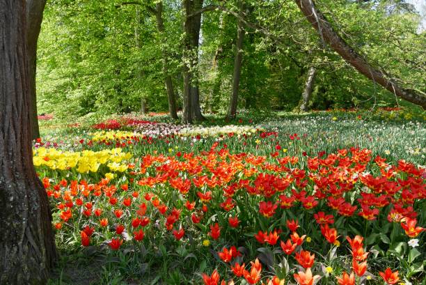 istock Park with trees and colorful tulips blooming in spring. 2023394697