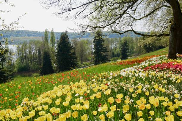 istock Park with trees and colorful tulips blooming in spring. 2023395495