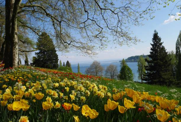 Park with trees and colorful tulips blooming in spring.