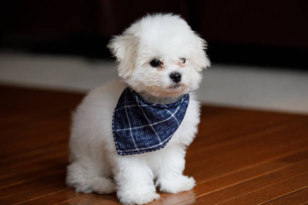 picture of a cute bichon frise wearing a blue ribbon