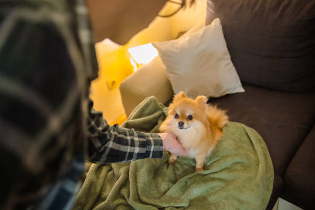 One small Pomeranian enjoying the cozy evening with her human friend