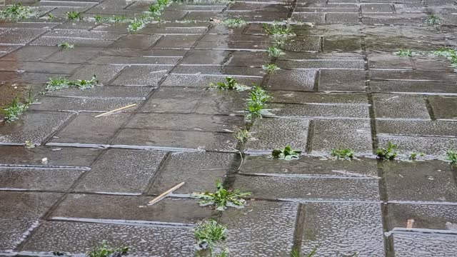 Raindrops fall on concrete paving slabs with green grass sprouting in the seams. Park wet sidewalk.
