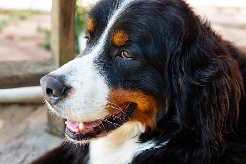 Side view of Bernese mountain dog.