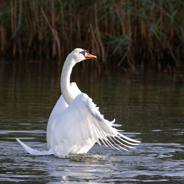 Daytime autumn side view close-up of a single mute swan (Cygnus Olor) rising from a pond cleaning and drying its wings, with reflection in the water that is coloring green from reed at the water's edge in the background [series 3/4]