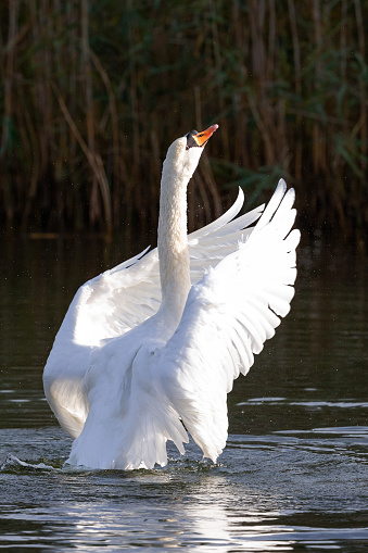 Bright macro photo of a beautiful white swan in a blue pond