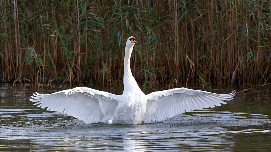 White mute swan coming close for food in November