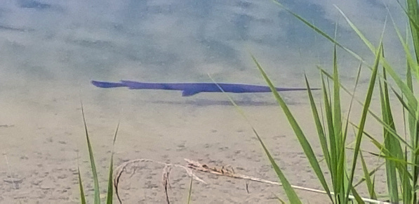 Big fish hanging on the waters edge of a crystal clear pond