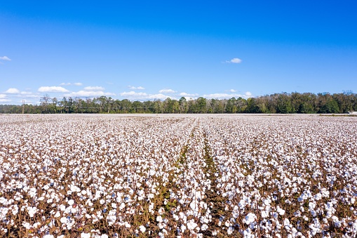 Cotton fields in late summer in eastern NC ready for harvest.