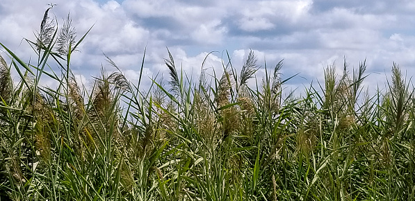 Beach wheat under fluffy clouds on a summer day in New Bern NC