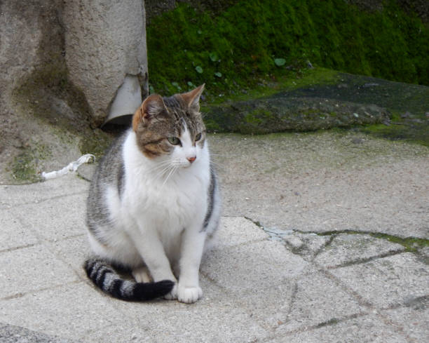 istock A pretty cat posing on the street 2023414284