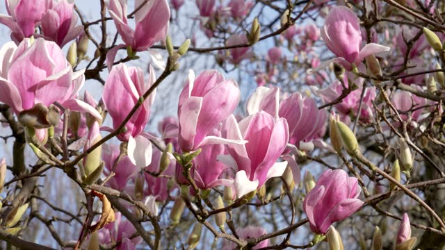 Flowering Magnolia soulangeana tree branch with many beautiful springtime flowers close up
