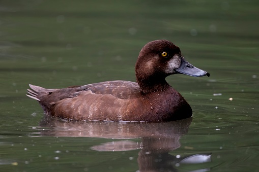 The Greater Scaup (Aythya marila), just Scaup or Bluebill.