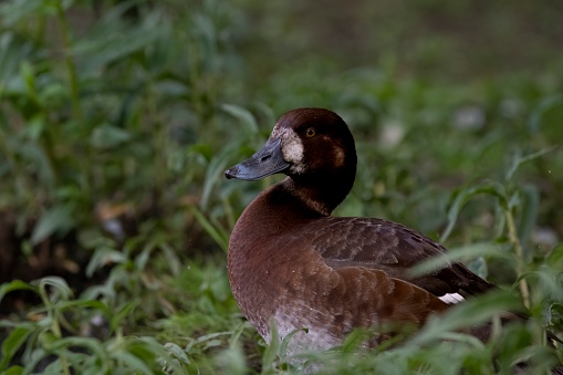 The Greater Scaup (Aythya marila), just Scaup or Bluebill.