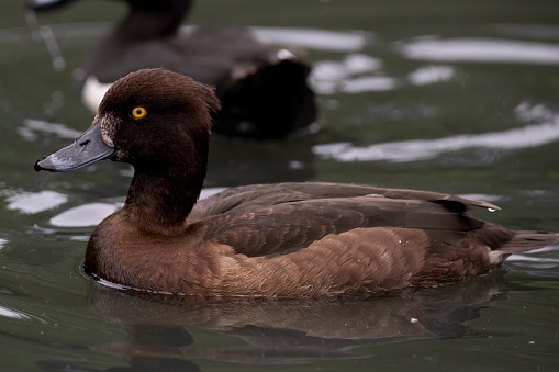 The Greater Scaup (Aythya marila), just Scaup or Bluebill.