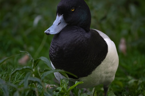 The Greater Scaup (Aythya marila), just Scaup or Bluebill.