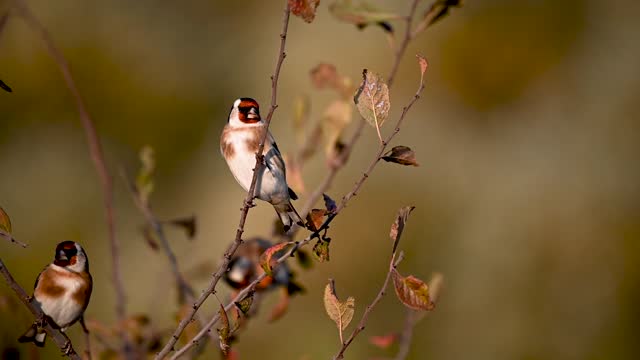 European goldfinch, Carduelis carduelis in the wild. Slow motion