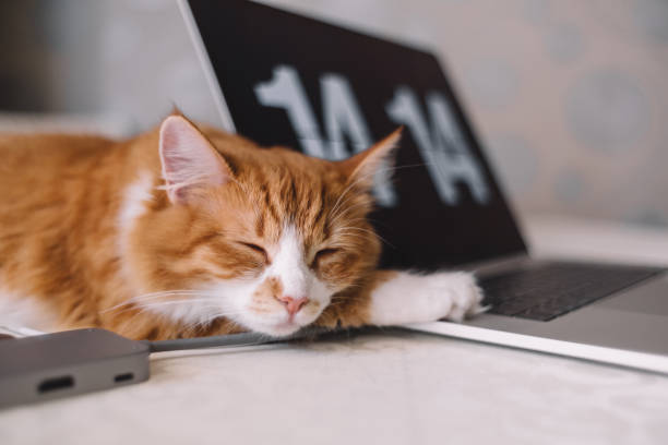 istock Adult ginger cat sleep on table while man work on the laptop. Smart handsome kitten dream about something. 2023441013