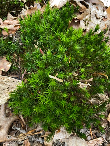 Close up of green moss in the undergrowth.