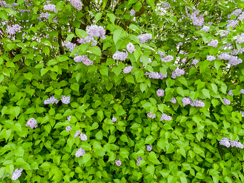 Beautiful flowering flowers of lilac tree.