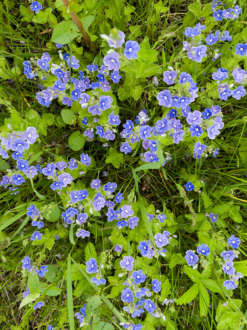 Small flowers with deep blue petals in bloom, green leaves, growing in the meadow grass.