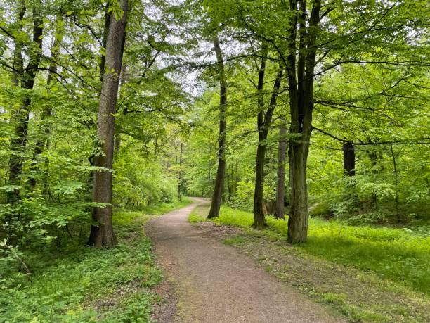 ścieżka przez las. piękny wiosenny las, świeży i zielony. - mobilestock horizontal branch tree trunk zdjęcia i obrazy z banku zdjęć