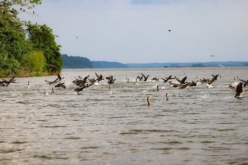 40 or more Cormorant aquatic birds in a feeding frenzy over an underwater school of bait fish. Some floating, some flying, some diving after prey. On a Kentucky lake with some shoreline in view.