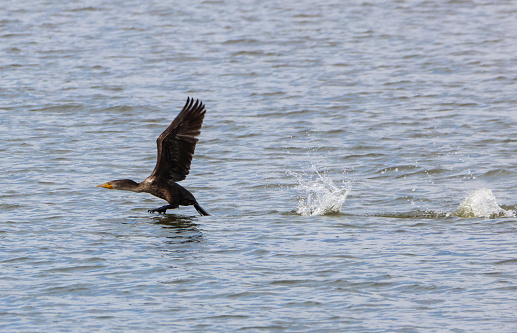 A dark Cormorant is taking off from water, two previous splashes from steps visible, just about to make another step in the water to push off, wings raised.