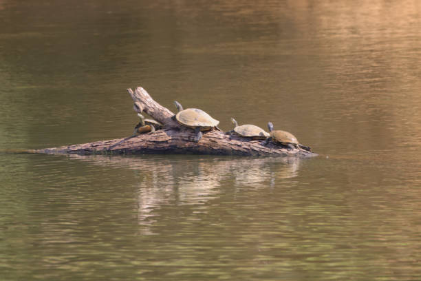 istock Four turtles on driftwood in a lake 2023475952